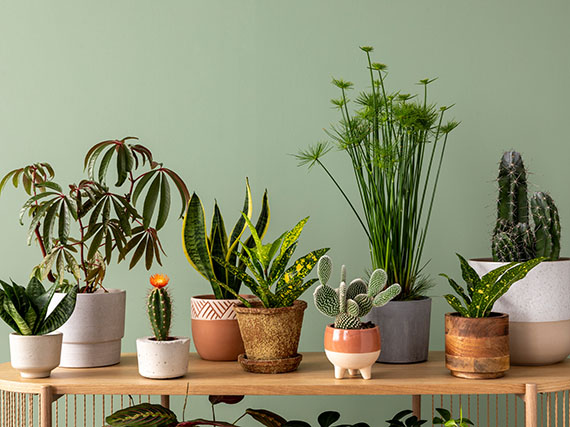 Realza tu colección de plantas de interior con fondos de color